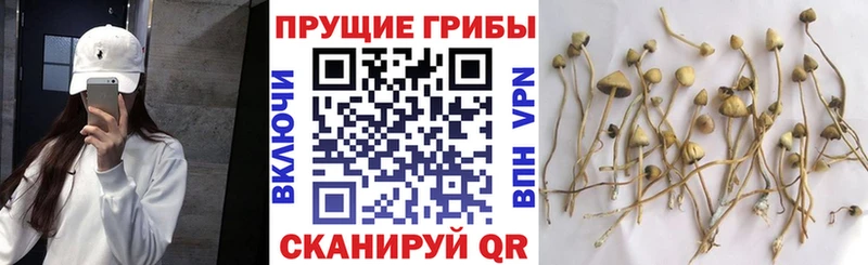 blacksprut рабочий сайт  продажа наркотиков  Шимановск  Псилоцибиновые грибы GOLDEN TEACHER 